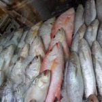 انواع ماهی دریا ( جنوبی ) ؛ بدون تیغ و تیغ دار