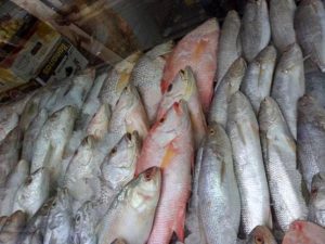 انواع ماهی دریا ( جنوبی ) ؛ بدون تیغ و تیغ دار